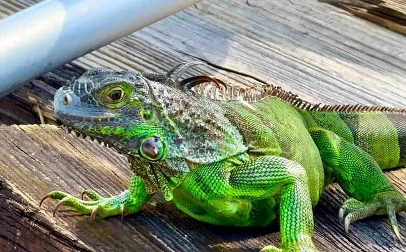 Slide: The Image of Iguana NOT included - 42