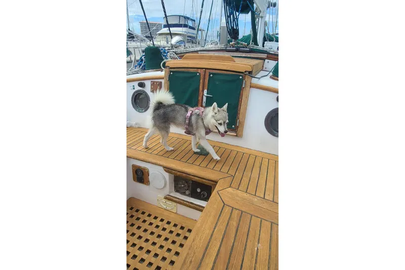 Slide: The Image of Siberian Husky on 1985 Tayana 37 sailboat deck, surrounded by nautical equipment. - 5