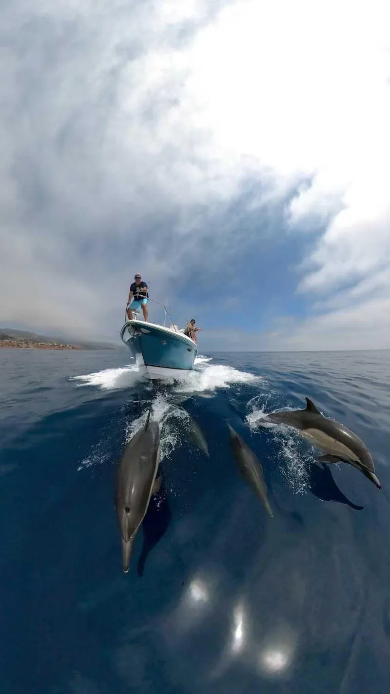 Slide: The Image of 2005 Formula 31 Performance Cruiser with dolphins in open ocean under cloudy sky. - 3