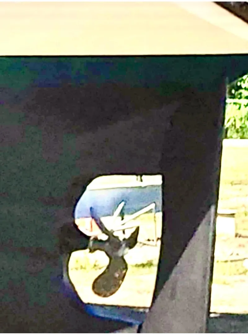 Slide: The Image of Vagabond 47 1986 - 55