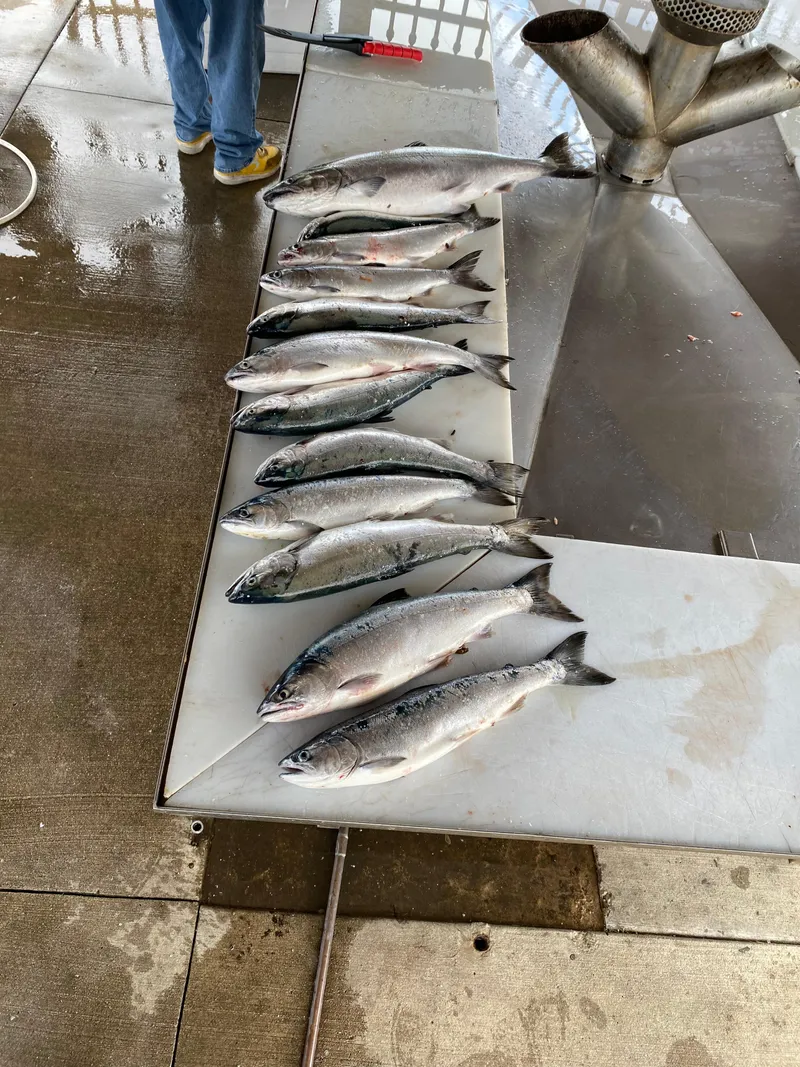 Slide: The Image of Freshly caught fish lined up on a cleaning station, Trophy 2352 Walkaround, 1996 model. - 15