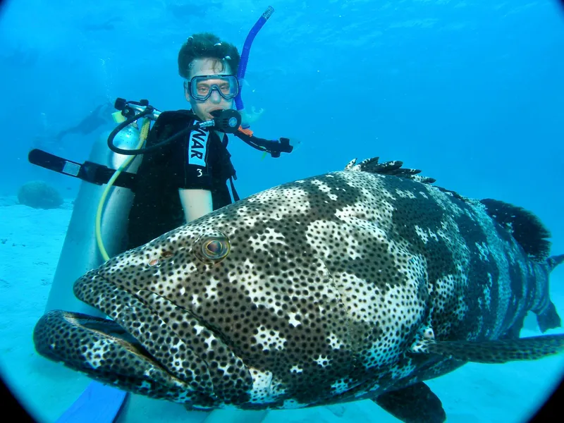 Slide: The Image of Scuba diver encounters large spotted fish underwater, near Roger Hill Cruising Cutter, 2000. - 42