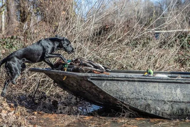 Slide: The Image of Edge Duck Boats 656DB 2025 - 14