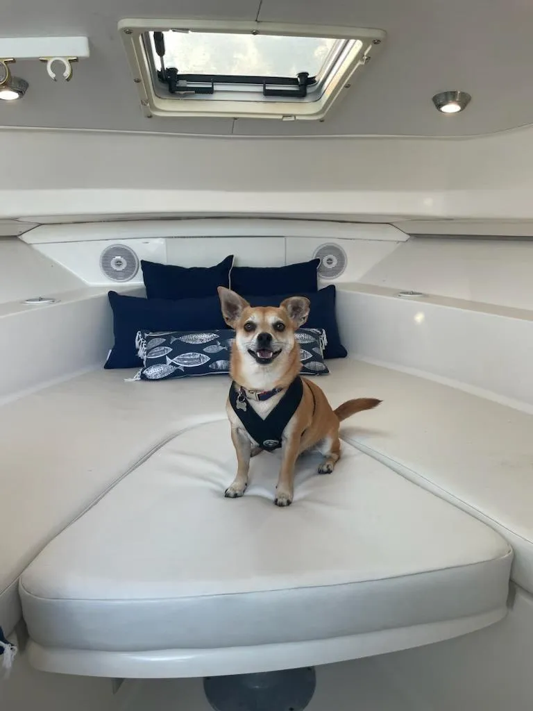 Slide: The Image of Dog sitting inside 2005 Stamas 290 Express boat cabin with cushions and porthole. - 13