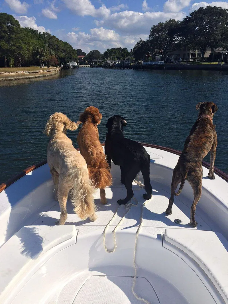 Slide: The Image of Four dogs on a 2025 Chaos 21 Tarpon Bay boat enjoying a scenic waterway. - 19