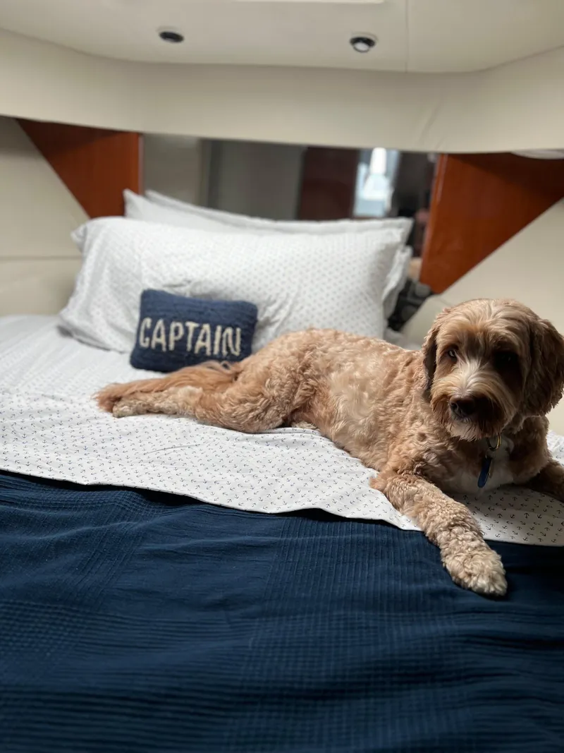 Slide: The Image of Dog relaxing on a bed in a 2005 Formula 40pc boat cabin. - 29