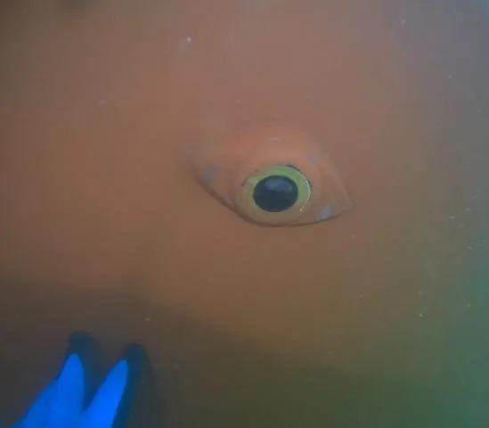 Slide: The Image of Underwater view of 1984 Ohlson 38 hull with a visible through-hull fitting. - 6