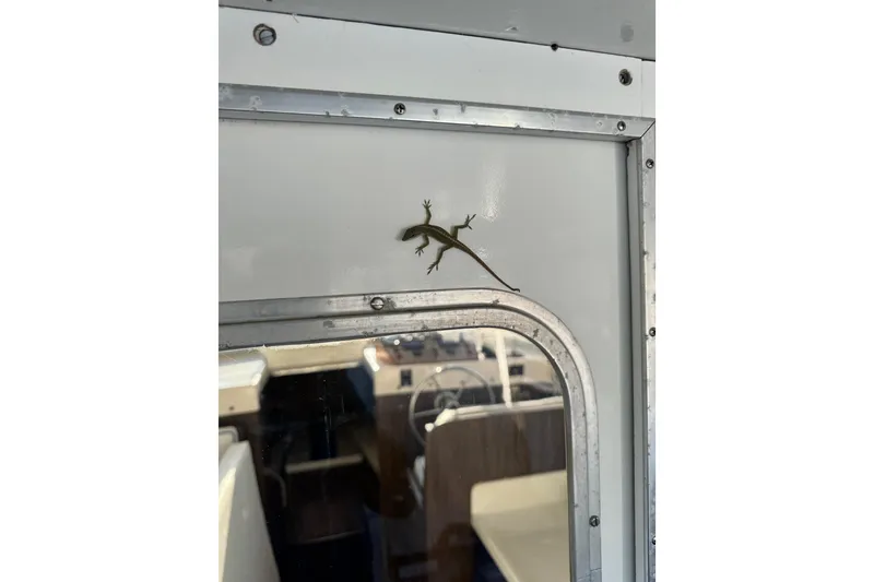 Slide: The Image of Small lizard on a 1978 Bertram 31 Sportfisher Yanmars boat window. - 25