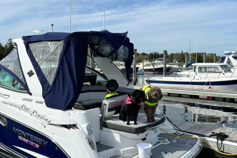 Slide: The Image of Three dogs in life jackets on a 2022 Monterey 295 Sport Yacht at a marina. - 9