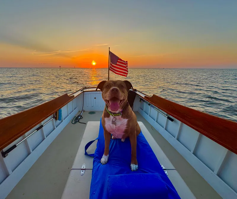 Slide: The Image of Dog on 2008 Custom Eldred Cooper 30 Downeast boat at sunset, American flag waving. - 19