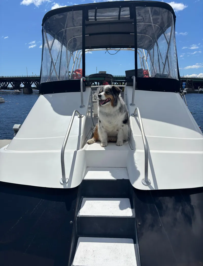 Slide: The Image of Dog sitting on 1990 Luhrs 3400 Motor Yacht, docked by a bridge under a clear sky. - 13