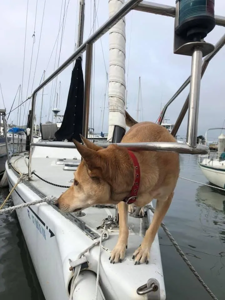 Slide: The Image of Dog on 1986 Santa Cruz 50 sailboat, docked in marina, overcast day. - 11