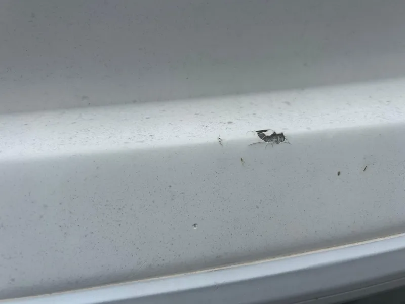 Slide: The Image of A small insect on a dusty white surface of a 2001 Concept 23 CC. - 34