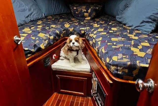 Slide: The Image of Small dog sitting in cozy cabin of 1990 Bristol 47.7 Cutter/Sloop sailboat. - 11