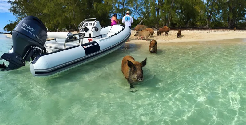 Slide: The Image of Novurania DL 460 boat near beach with swimming pigs in clear water, 2026. - 4