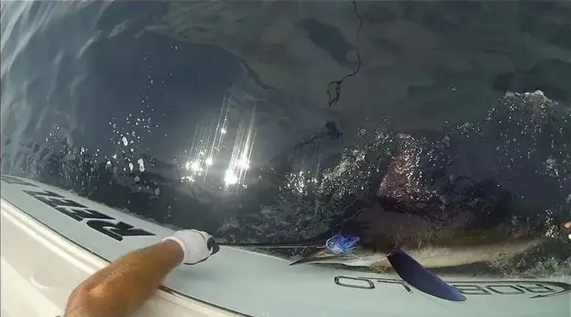 Slide: The Image of Robalo R247 Dual Console 2016 - 12