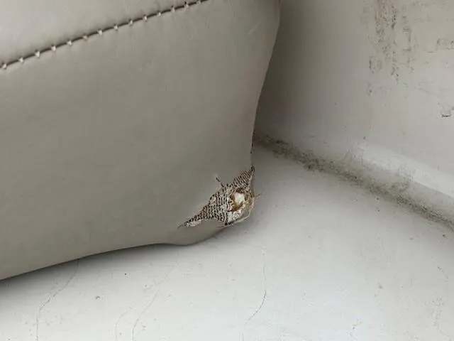 Slide: The Image of Torn upholstery on 2004 Sea Ray 240 Sundeck boat seat corner. - 11