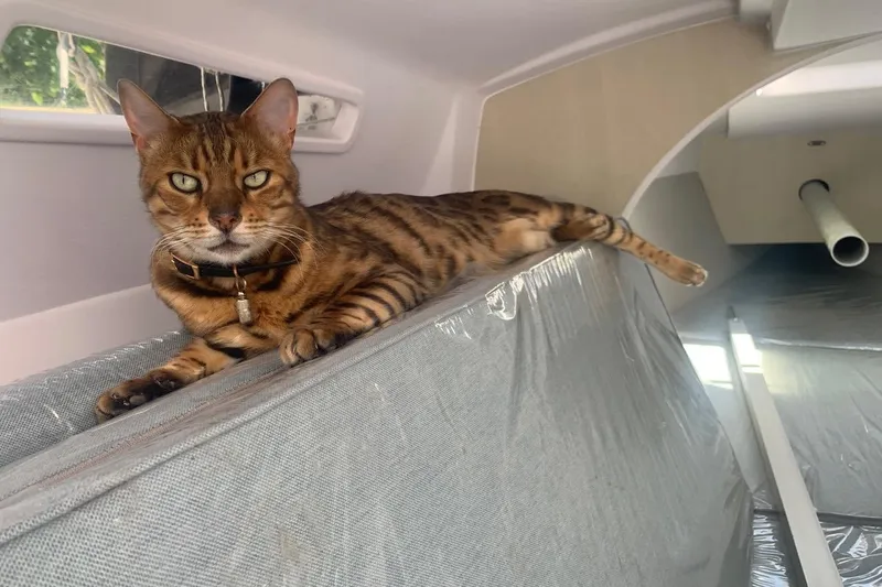 Slide: The Image of Bengal cat lounging inside a 2018 Corsair 760 Dash sailboat cabin. - 9