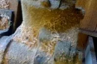 Slide: The Image of Close-up of a weathered 1931 Hacker-Craft 26 Dolphin boat component with wood shavings. - 165