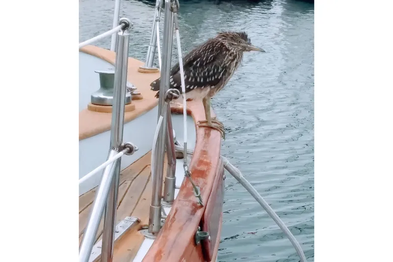 Slide: The Image of Bird perched on 1978 Baba Cutter sailboat railing by the water. - 4