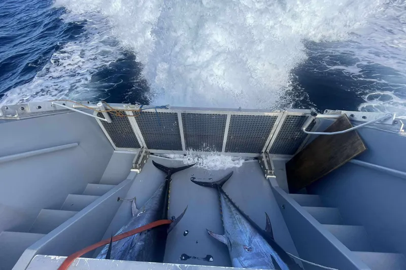 Slide: The Image of Two large fish on a 2012 River Hawk Sea Stryker patrol boat deck. - 30