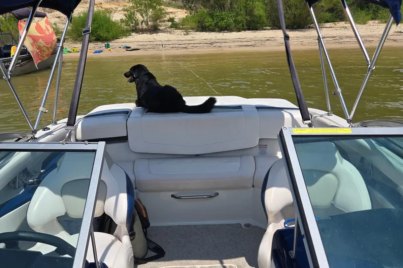 Slide: The Image of Chaparral 206 SSi boat with a dog relaxing, anchored near a sandy shore. - 12