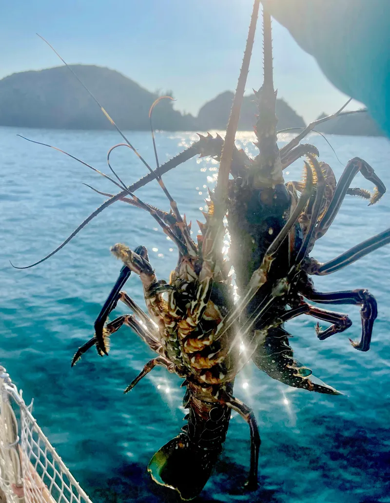 Slide: The Image of Freshly caught lobsters glistening in sunlight on Aleutian 51 boat, 1977 model, ocean backdrop. - 37