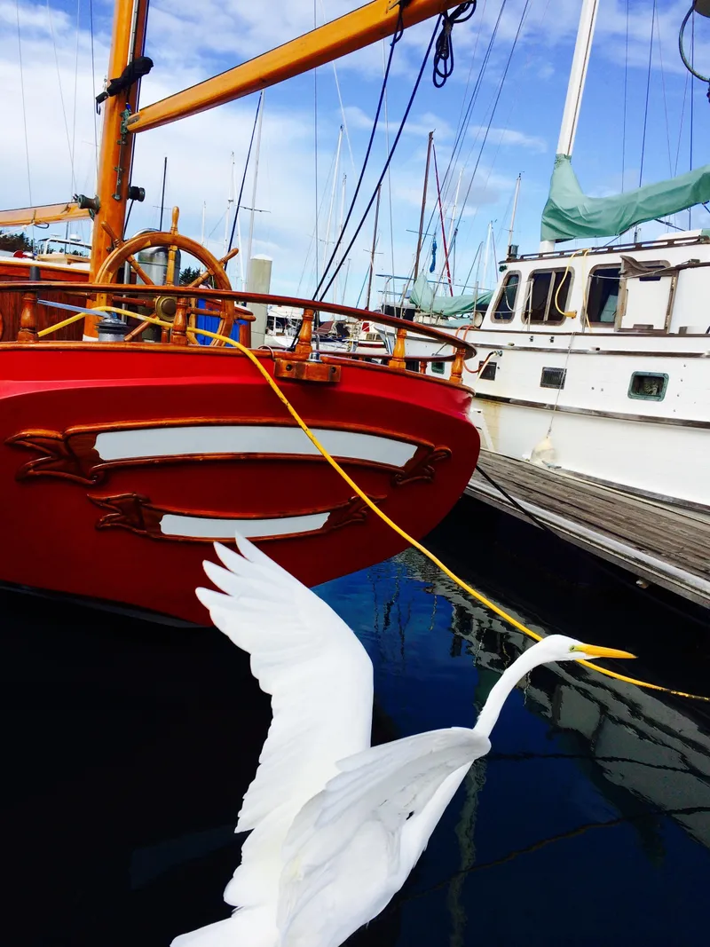 Slide: The Image of A white bird flies near a 1971 Formosa 41 sailboat docked at a marina. - 3