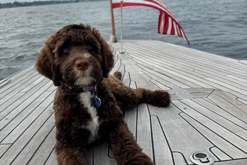 Slide: The Image of Brown dog relaxing on a 2017 Leonardo Eagle 44 yacht deck with American flag. - 31