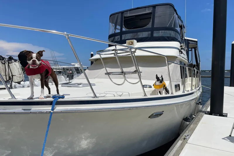 The Image of 1988 Tollycraft 40 Sundeck Motor Yacht with two dogs on deck at a marina. - 0