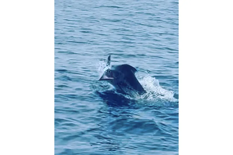 Slide: The Image of Dolphin swimming in the ocean near a 2000 Riviera 48 Enclosed Flybridge. - 21