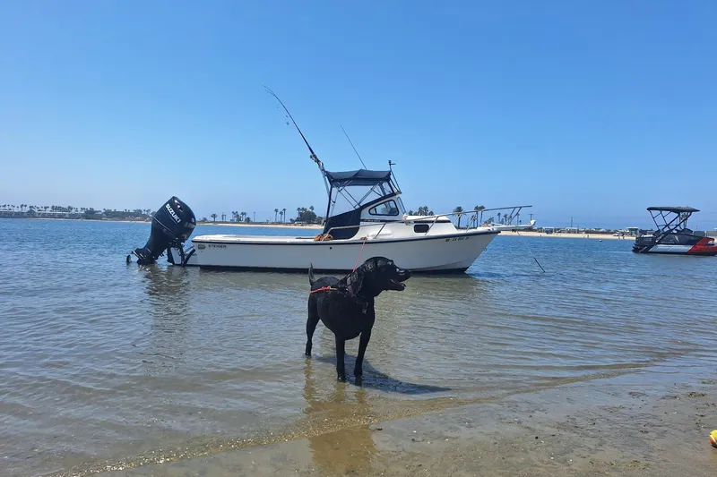 Slide: The Image of Black dog standing in shallow water near 1997 Steiger Craft 21 Block Island boat. - 3