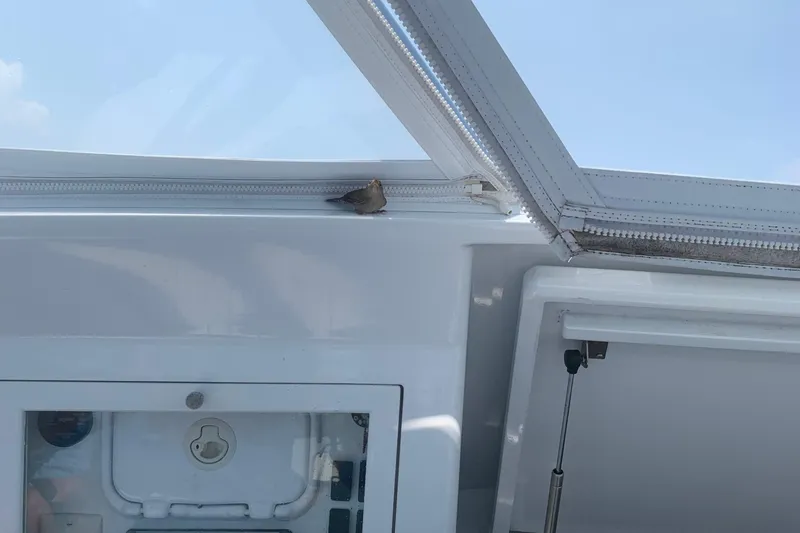 Slide: The Image of Small bird perched inside a 1983 Hines-Farley 34 Express boat, near a window. - 6