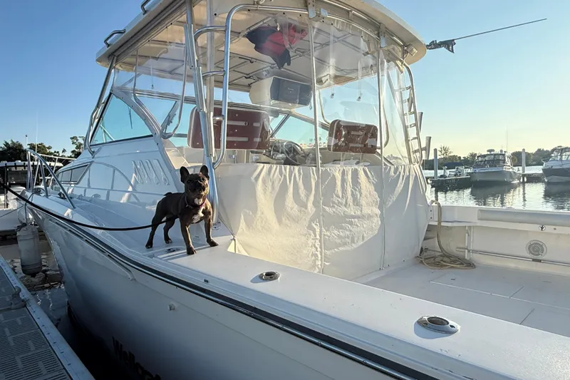 Slide: The Image of 1997 Wellcraft 3300 Coastal boat docked with a dog on deck, sunny marina background. - 4