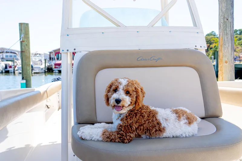 Slide: The Image of Cute dog relaxing on a 2007 Chris-Craft Catalina 23 boat seat at a marina. - 12