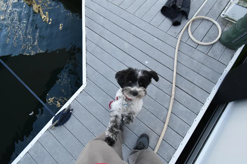 Slide: The Image of Small dog on a boat deck, Ericson 38-200, 1988, with dock and water nearby. - 39