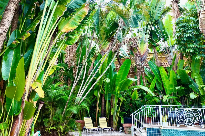 Slide: The Image of Lush tropical garden with palm trees and poolside chairs, vibrant greenery. - 39