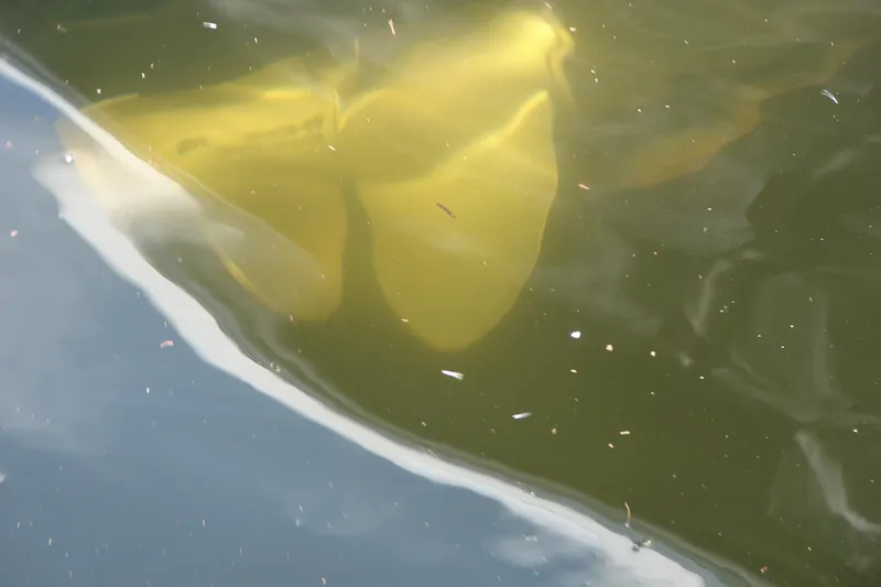 Slide: The Image of Underwater view of a 2008 Crownline 270 BR boat propeller. - 29